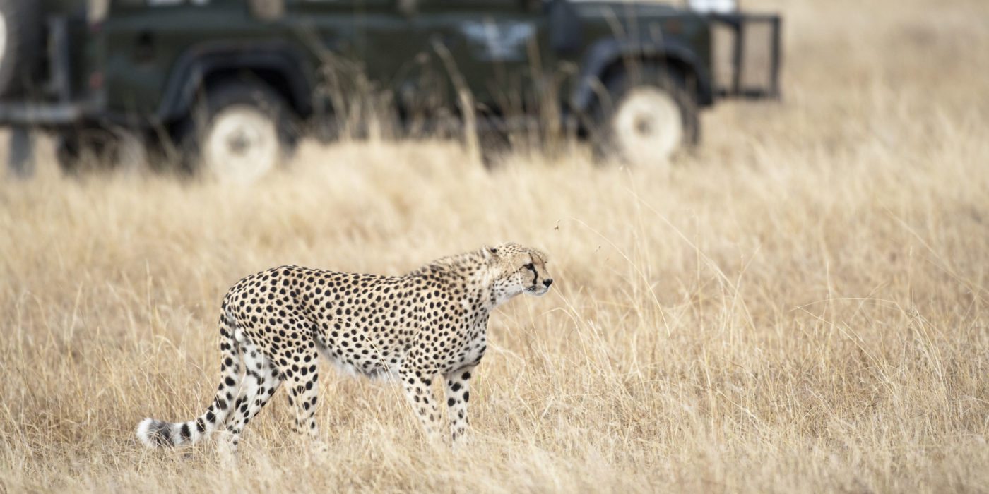cheetah-safari-south-africa