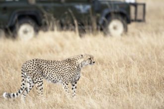cheetah-safari-south-africa
