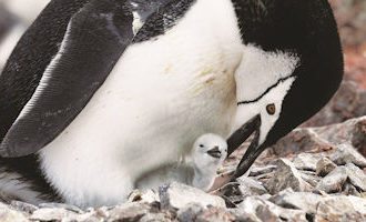 chinstrap-mother-chick-antarctica