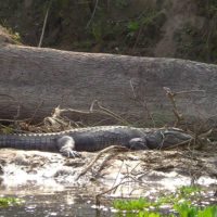 chitwan-nepal-alligator