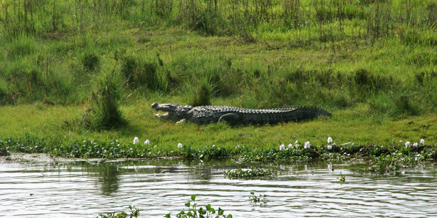 chitwan-nepal-crocodile