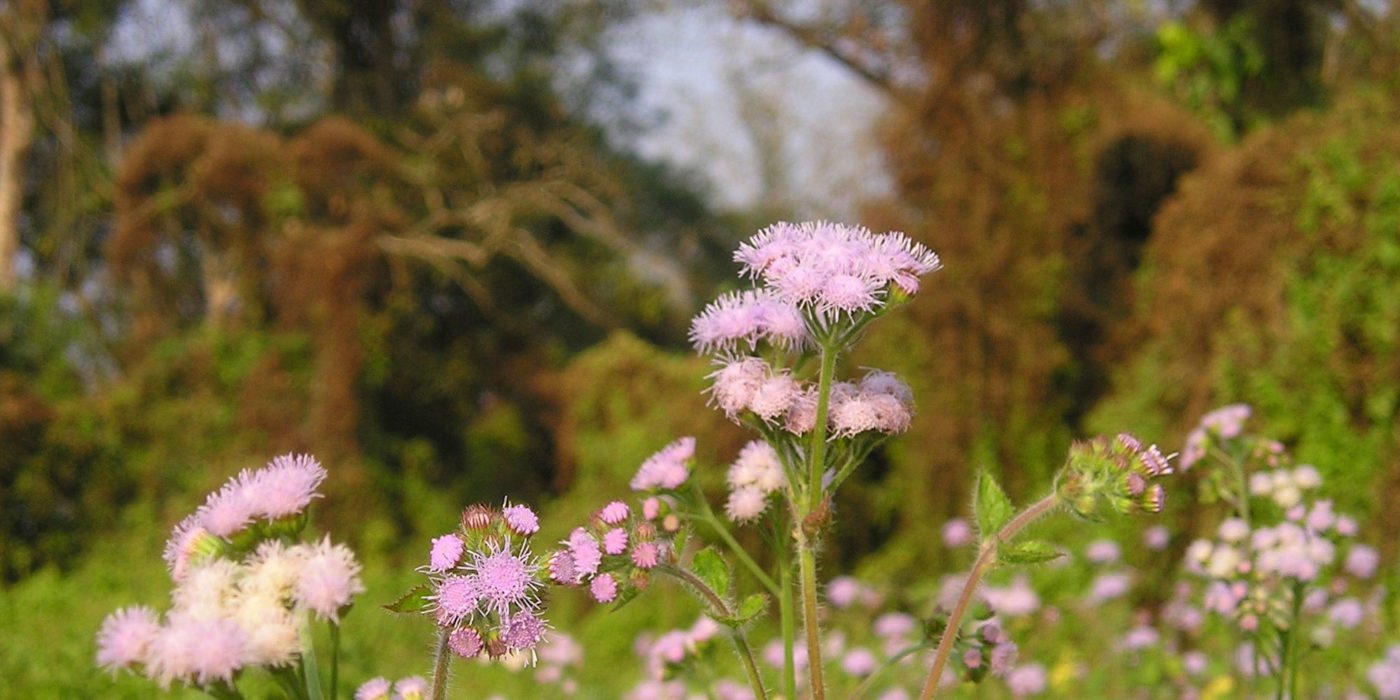 chitwan-nepal-wildflowers