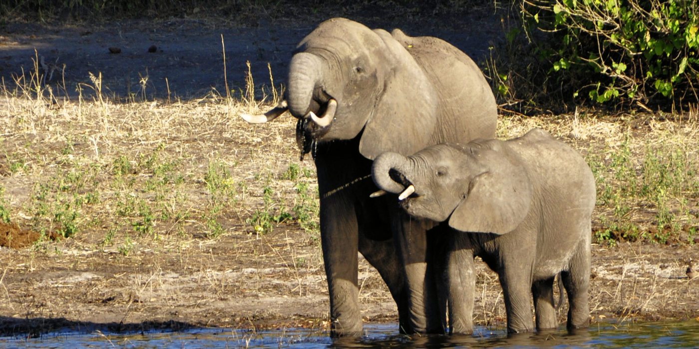 chobe-elephant-botswana
