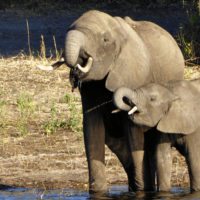 chobe-elephant-botswana