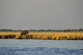 chobe-elephant-zambia