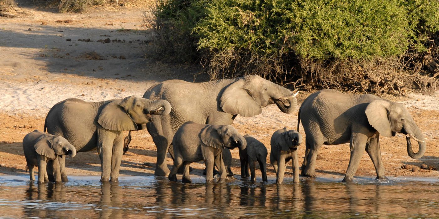 chobe-elephants-botswana