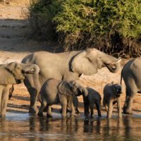 chobe-elephants-botswana