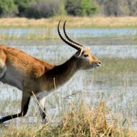 chobemarsh-antelope-botswana