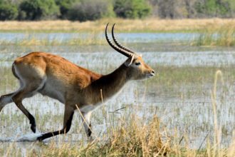 chobemarsh-antelope-botswana