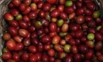 coffee-bean-honduras
