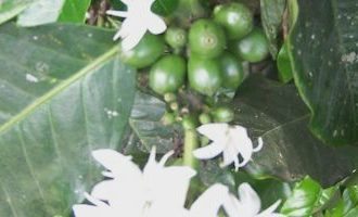 coffee-plant-guatemala