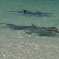 dolphin-pair-honduras
