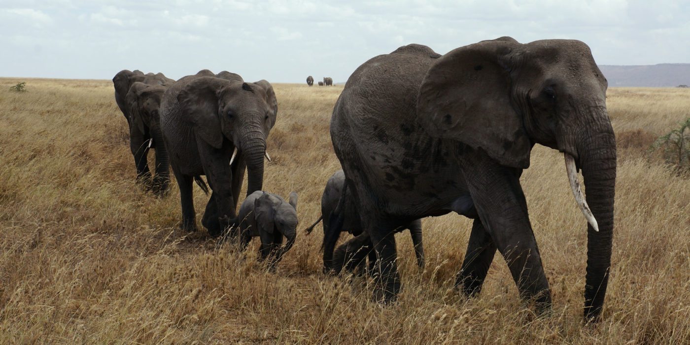 elephant-Serengeti-tanzania
