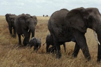 elephant-Serengeti-tanzania