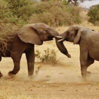 elephant-babies-serengeti-tanzania