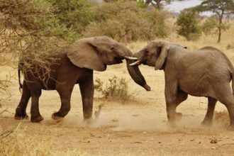 elephant-babies-serengeti-tanzania
