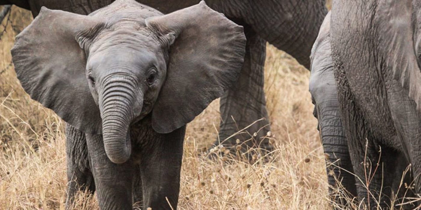 elephant-baby-serengeti-tanzania