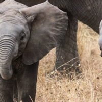 elephant-baby-serengeti-tanzania