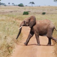 elephant-crossing-road-tarangire-np-tanzania-irauzqui