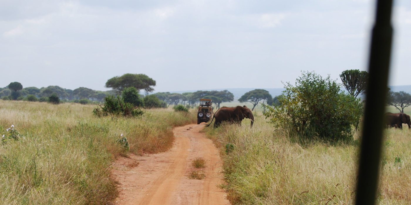 elephant-crossing-tarangire-np-tanzania-irauzqui