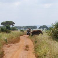 elephant-crossing-tarangire-np-tanzania-irauzqui
