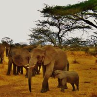 elephant-herd-serengeti-np-tanzania