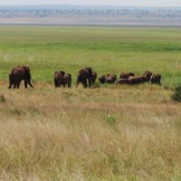 elephant-herd-tarangire-np-tanzania-irauzqui