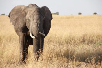 elephant-serengeti-np-tanzania