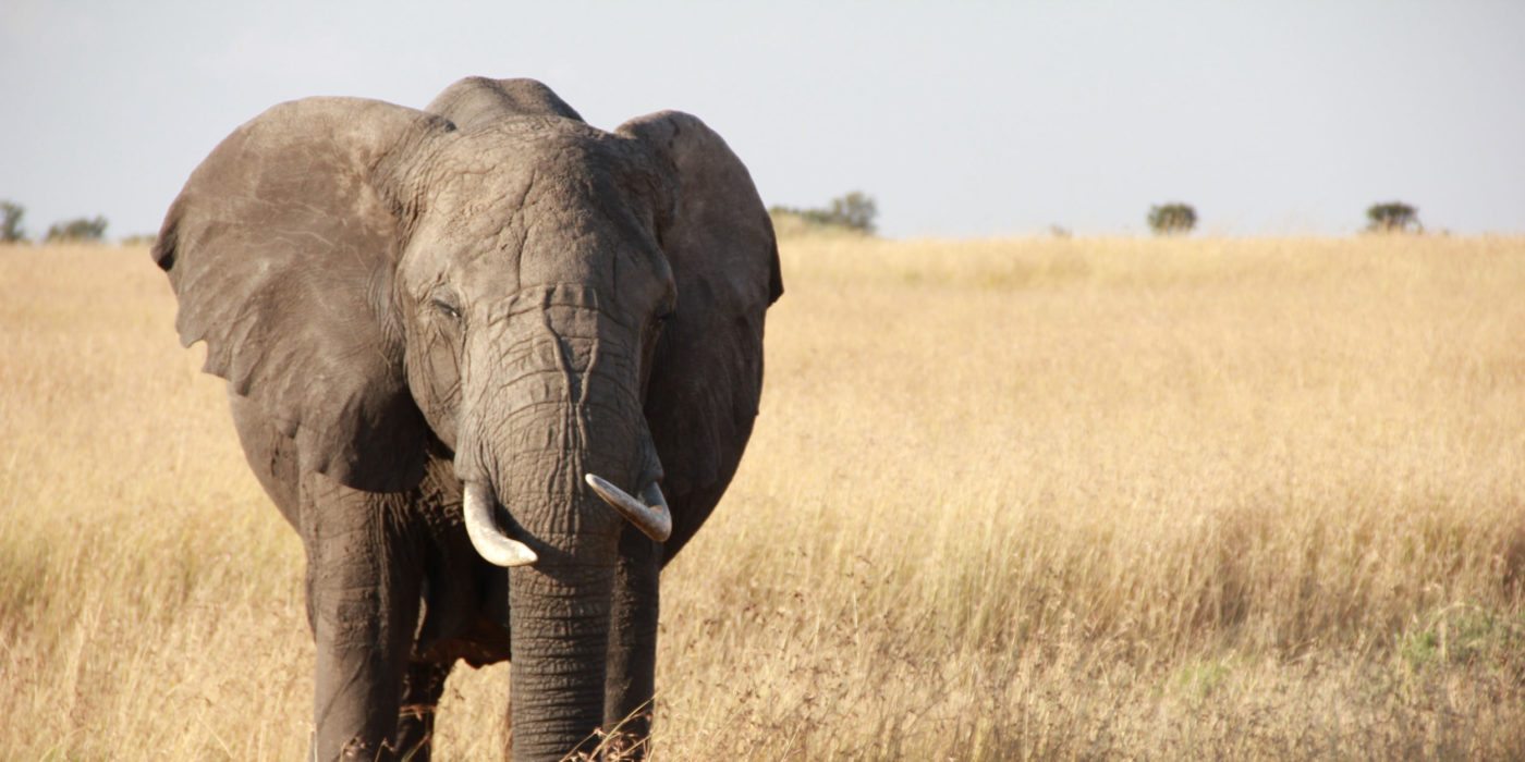 elephant-serengeti-np-tanzania