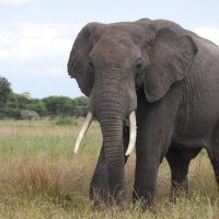 elephant-tanzania-tarangire-np-irauzqui