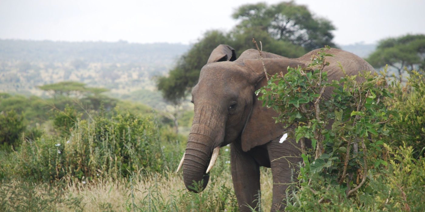 elephant-tarangire-np-tanzania-irauzqui