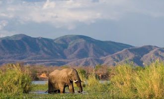 elephant-zambezi-zambia