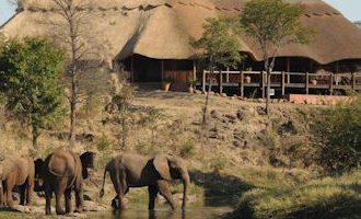 elephant-zambia