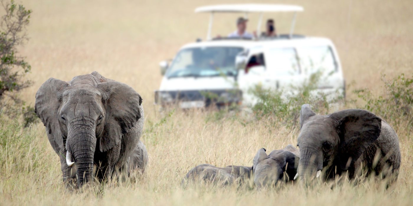 elephants-jeep-maasai-mara-kenya