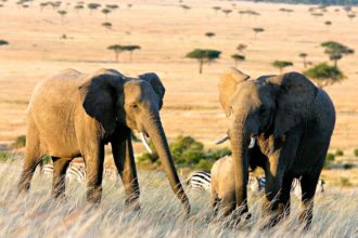 elephants-national-park-kenya