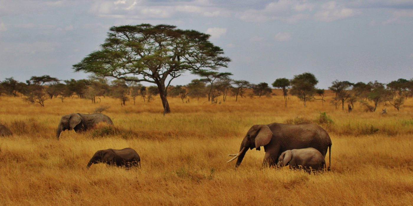 elephants-serengeti-tanzania