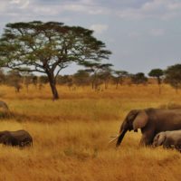 elephants-serengeti-tanzania