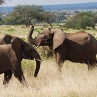 elephants-tarangire-np-tanzania-irauzqui