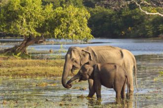 elephants-yala-national-park-srilanka