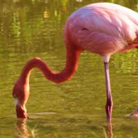 flamingo-galapagos