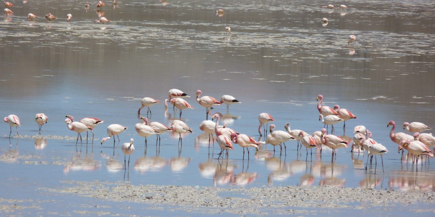 flamingos-lagoon-andean-Ecuador
