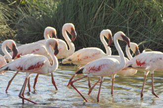 flamingos-serengeti-tanzania