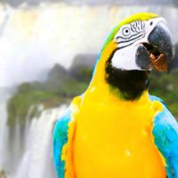 foz-do-iguacu-bird_Brazil
