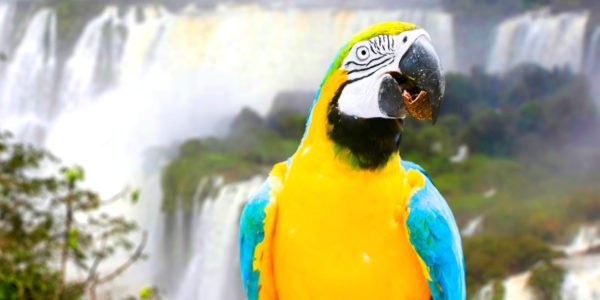 foz-do-iguacu-bird_Brazil