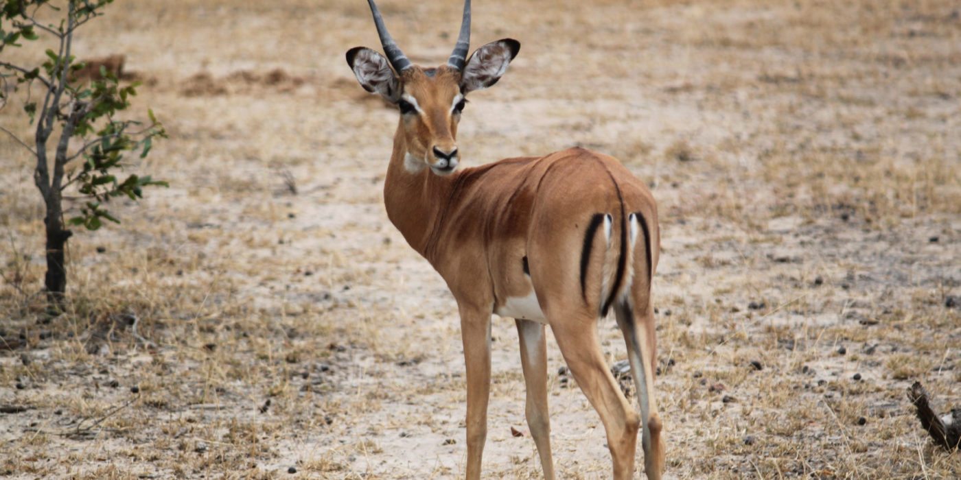gazelle-serengeti-tanzania