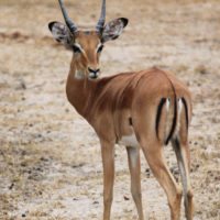 gazelle-serengeti-tanzania