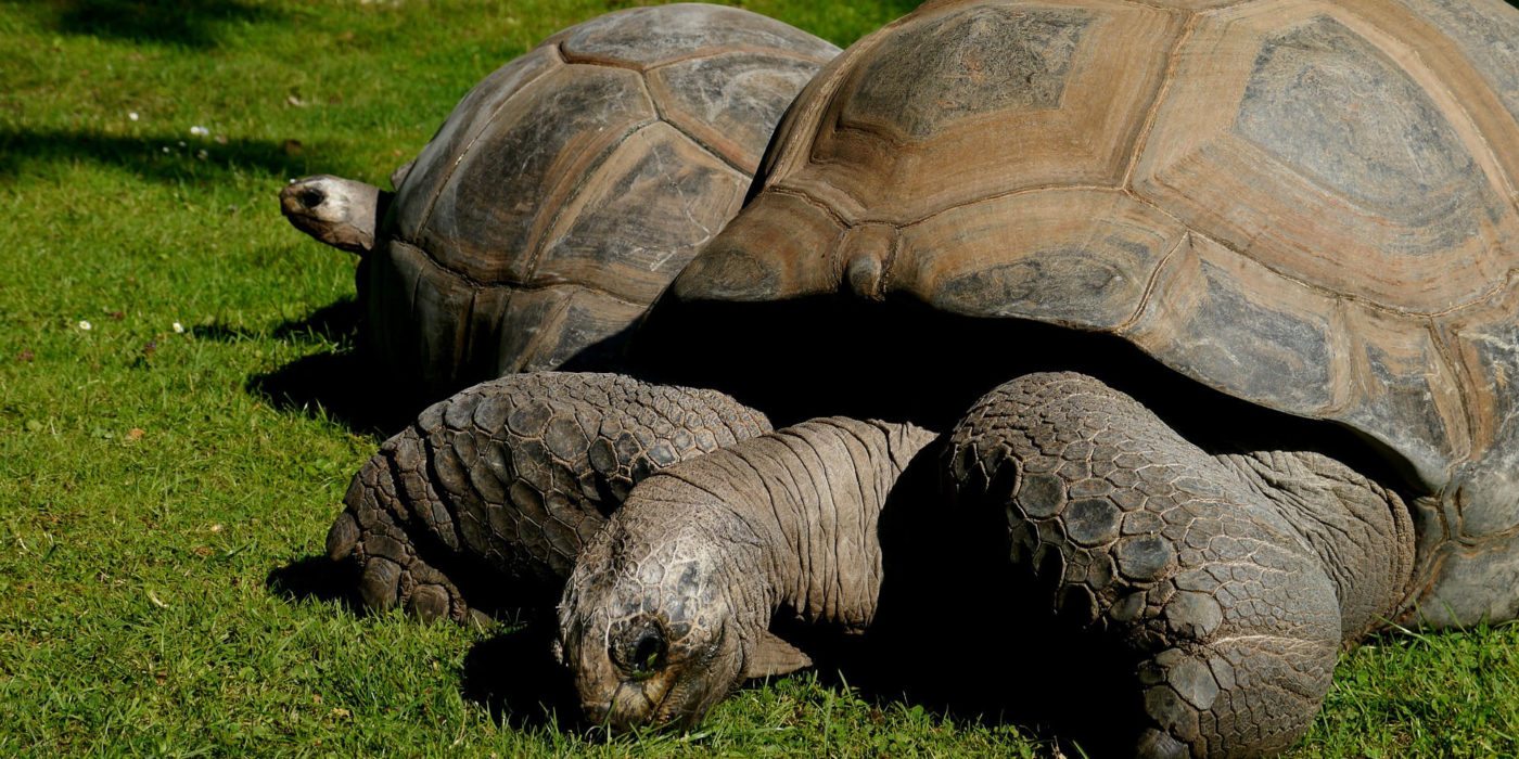giant-tortoise-ecuador-galapagos