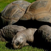 giant-tortoise-ecuador-galapagos