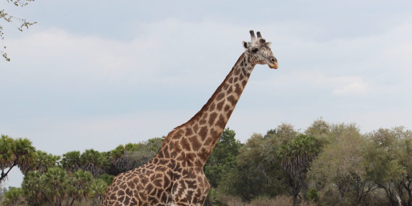 giraffe-serengeti-tanzania
