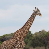 giraffe-serengeti-tanzania
